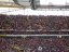 Eintracht Frankfurt  -  VfL Bochum - photo